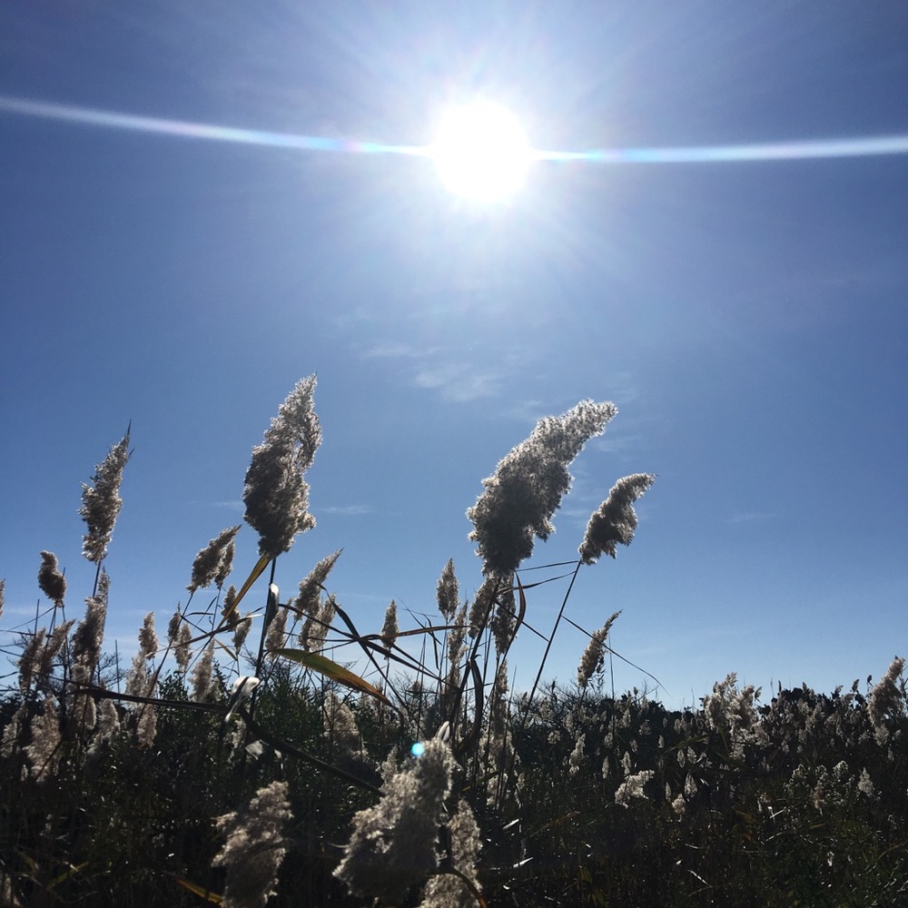 Meet your Posher, Dawn